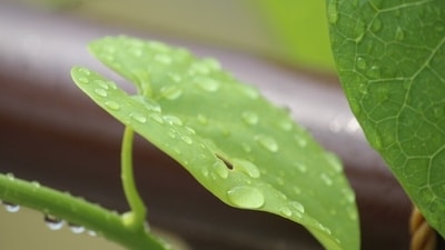 Guduchi improves a person’s immunity like no other herb, showing considerable improvement in people suffering from viral fever, upset stomach, cough/cold, dengue, typhoid, etc. (Pixabay)