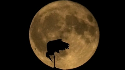 Following a weekend of meteor showers, Tuesday, August 1st, will bring the first of these dazzling lunar displays, known as the sturgeon moon. (AP) Following a weekend of meteor showers, Tuesday, August 1st, will bring the first of these dazzling lunar displays, known as the sturgeon moon. (AP)