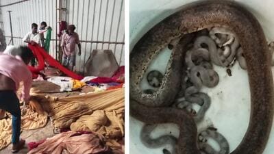 Tenthouse workers search cloth piles for boa family; rescued mother and snakelets. (PHOTOS: SALIM KHAN)