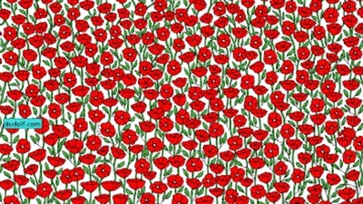 Brain Teaser: Can you find a crab in this picture? (Facebook/Gergely Dudás) Brain Teaser: Can you find a crab in this picture? (Facebook/Gergely Dudás)