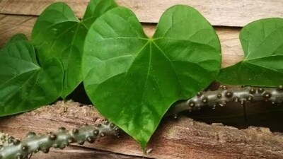 Giloy is also rejuvinatory, immunity boosting, brain tonic and adaptogenic in nature. It reduces stress levels, improves memory and boosts brain power. 
