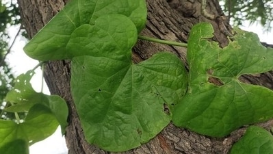 Giloy is a natural anti-inflammatory, antibiotic, anti-ageing, antioxidant, anti-viral, anti-diabetic and anti-cancer drug. It can be consumed by all and it doesn’t have any known side-effects but still it's best to not consume it during pregnancy without doctor’s guidance. (Pinterest)