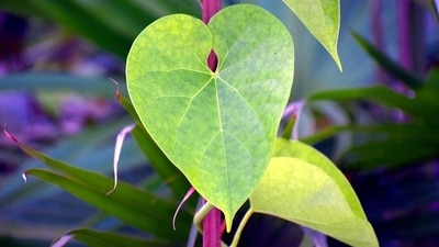1. Fresh Leaves and stem: Soak them overnight, crush and boil them in morning in 1 glass of water until it gets half, strain and drink. (Pixabay)