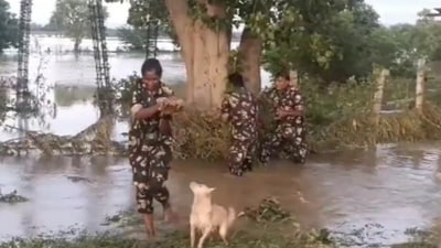 The police rescue the puppies stranded in flood. The police rescue the puppies stranded in flood.