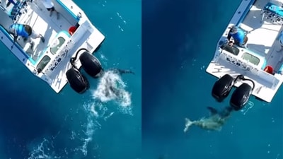 Florida fisherman captures jaw-dropping footage of bull shark attacking friend's boat during Shark Week. (Instagram)