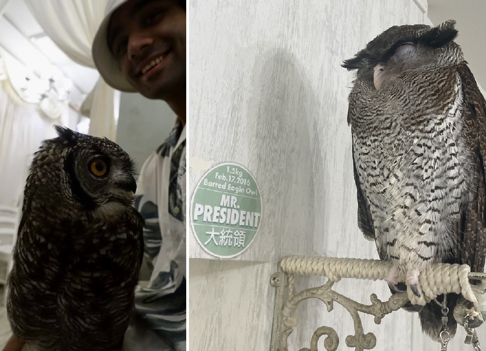 At Tokyo cafe: Aashray with owl; Barred eagle owl nicknamed ‘Mr President’. (PHOTOS: PANKAJ & AASHRAY MALIK)