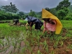 Tribal farmers In Pankhanda tribal village are seen doing rice farming, in Thane, in Mumbai. (Praful Gangurde / HT Photo )