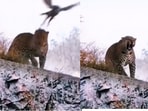 Eagle hits leopard's head with its claws. Eagle hits leopard's head with its claws.