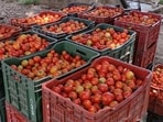 Growers said with traders not showing interest in buying tomatoes. 