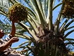 A farmer watches the ripening of dates, as their production increases in high temperatures in Basra, Iraq.