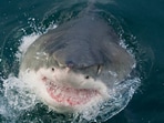 Human encounters with sharks have increased in recent times in the United States.