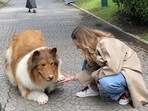 Japanese man Toco, living as a Rough Collie, enjoys dog food & treats in his unique transformation.