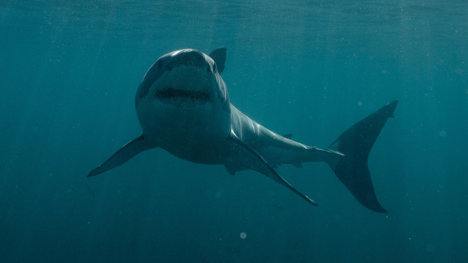Here's what increased human encounters with 'sharks' in the US mean | World News - Vimarsana News