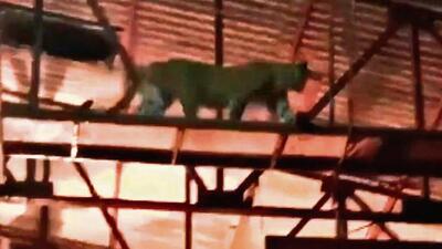 A leopard and its cub were spotted on the sets of a Marathi TV serial at Film City in Mumbai last week A leopard and its cub were spotted on the sets of a Marathi TV serial at Film City in Mumbai last week