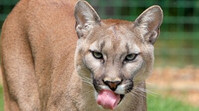 An eight-year-old boy was attacked by a cougar inside a national park where he was camping (Pixabay) An eight-year-old boy was attacked by a cougar inside a national park where he was camping (Pixabay)