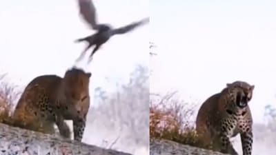 Eagle hits leopard's head with its claws. (Reddit)