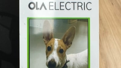 As per the ID card shared on X, the dog’s employee code is ‘440 V’. (Twitter) As per the ID card shared on X, the dog’s employee code is ‘440 V’. (Twitter)