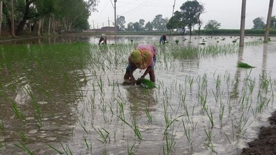 Floods a blessing in disguise for paddy nursery growers Floods a blessing in disguise for paddy nursery growers