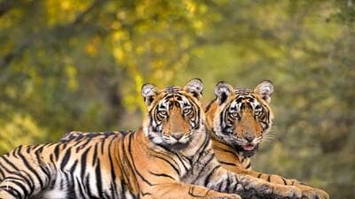 In 2022, of the 785 tigers in Madhya Pradesh, 346 were outside protected reserves compared to just 153 of the 563 tigers in Karnataka. Four years ago, Madhya Pradesh had just 203 of its 526 tigers outside reserves and Karnataka, 185 of its 524. (PTI) In 2022, of the 785 tigers in Madhya Pradesh, 346 were outside protected reserves compared to just 153 of the 563 tigers in Karnataka. Four years ago, Madhya Pradesh had just 203 of its 526 tigers outside reserves and Karnataka, 185 of its 524. (PTI)