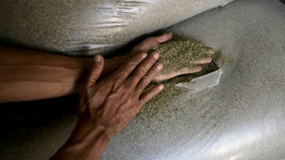 Kratom was declared an opioid by FDA in 2018. (Getty Images)