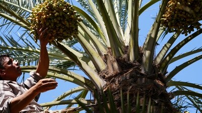 A farmer watches the ripening of dates, as their production increases in high temperatures in Basra, Iraq. (Reuters)
