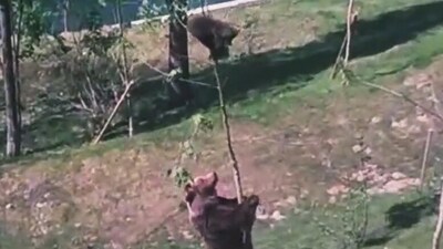 Mama bear trying to bring down its baby from a tree. (Twitter/@buitengebieden)