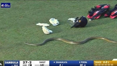 Snake stops play at LPL 2023 (Twitter) Snake stops play at LPL 2023 (Twitter)