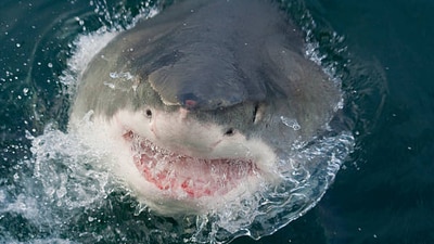 Human encounters with sharks have increased in recent times in the United States. (Getty Images) Human encounters with sharks have increased in recent times in the United States. (Getty Images)