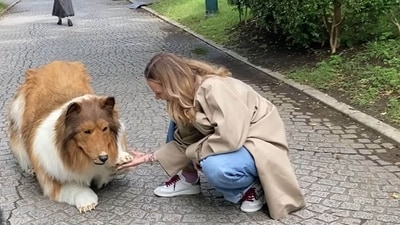 Japanese man Toco, living as a Rough Collie, enjoys dog food & treats in his unique transformation. (YouTube/ I want to be an animal)