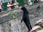 Zoo officials in China have been forced to clarify to the visitors who have been suspecting a bear to be human dressed in animal costume.
Zoo officials in China have been forced to clarify to the visitors who have been suspecting a bear to be human dressed in animal costume.