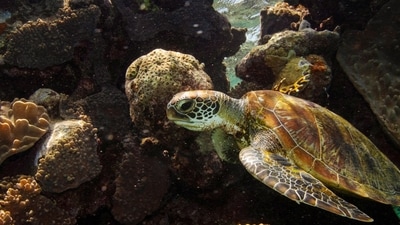 A green turtle swims through corals on the Great Barrier Reef off the coast of Cairns, Australia. (Reuters)
