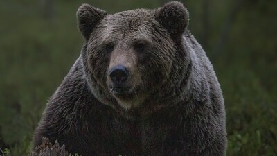 Alaska police reportedly shot dead a black bear on Sunday night, July 31, after it charged at two people while roaming Anchorage neighborhoods (Representational image - Pixabay) Alaska police reportedly shot dead a black bear on Sunday night, July 31, after it charged at two people while roaming Anchorage neighborhoods (Representational image - Pixabay)
