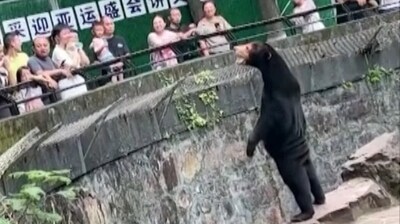 Zoo officials in China have been forced to clarify to the visitors who have been suspecting a bear to be human dressed in animal costume. (Twitter) Zoo officials in China have been forced to clarify to the visitors who have been suspecting a bear to be human dressed in animal costume. (Twitter)