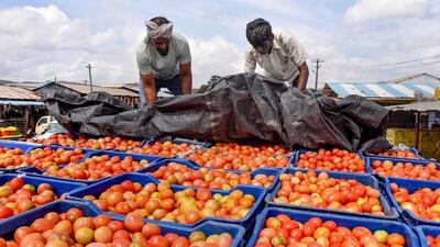 Chikkamagaluru: Vendors load tomatoes for distribution and sales, in Chikkamagaluru, Tuesday, Aug. 1, 2023. (PTI Photo)(PTI08_01_2023_000250A) (PTI) Chikkamagaluru: Vendors load tomatoes for distribution and sales, in Chikkamagaluru, Tuesday, Aug. 1, 2023. (PTI Photo)(PTI08_01_2023_000250A) (PTI)