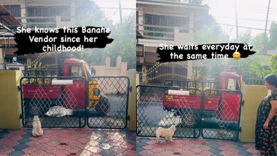 Pug waiting for banana seller. (Instagram/@Ammu-The Pug) Pug waiting for banana seller. (Instagram/@Ammu-The Pug)