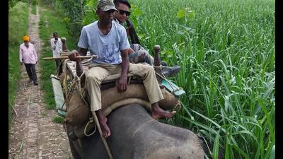 Elephants being used to search leopards. (HT photo) Elephants being used to search leopards. (HT photo)