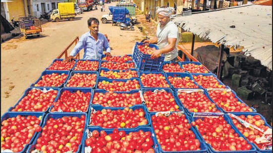 An official from the horticulture department in Belagavi said that hundreds of farmers in northern Karnataka having dry agriculture land are earning good amount by cultivating tomatoes. (PTI)
