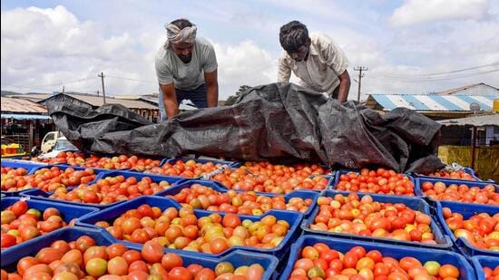 Chikkamagaluru: Vendors load tomatoes for distribution and sales, in Chikkamagaluru, Tuesday, Aug. 1, 2023. (PTI Photo)(PTI08_01_2023_000250A) (PTI)