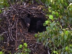Bear captures eagle's nest, makes it her napping spot.