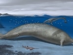 Perucetus colossus, an early whale from Peru that lived about 38-40 million years ago.