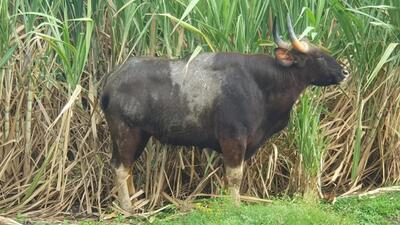 After receiving several complaints from residents, the forest department decided to launch a rescue mission for the animal. (REPRESENTATIVE PHOTO) After receiving several complaints from residents, the forest department decided to launch a rescue mission for the animal. (REPRESENTATIVE PHOTO)
