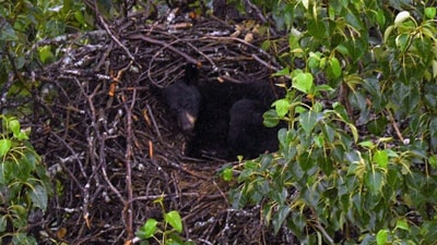 Bear captures eagle's nest, makes it her napping spot. (Facebook/@U.S. Fish and Wildlife Service ) Bear captures eagle's nest, makes it her napping spot. (Facebook/@U.S. Fish and Wildlife Service )