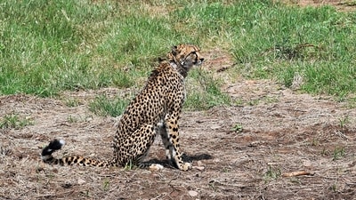The recent death was the third this month, leaving the total number of cheetahs now present at the MP park to 15, including a cub. (ANI) The recent death was the third this month, leaving the total number of cheetahs now present at the MP park to 15, including a cub. (ANI)