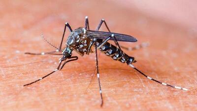The dengue case count in Ghaziabad stood at 29 till Tuesday (Representative Photo)