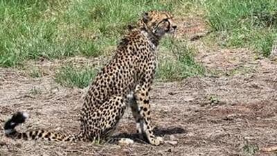 With the recent death of the female cheetah, as many as nine cheetahs, including three cubs born in India, have died at KNP in the past four months (File Photo) With the recent death of the female cheetah, as many as nine cheetahs, including three cubs born in India, have died at KNP in the past four months (File Photo)