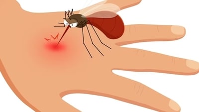 Dengue is caused by a viral infection with dengue virus (DENV) and it has four serotypes of the disease namely DENV-1, DENV-2, DENV-3, and DENV-4. (Freepik) Dengue is caused by a viral infection with dengue virus (DENV) and it has four serotypes of the disease namely DENV-1, DENV-2, DENV-3, and DENV-4. (Freepik)