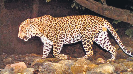 Mumbai, India - May 07, 2023: Leopard - As many as 433 animals were sighted during the annual waterhole census conducted on Friday at the Sanjay Gandhi National Park (SGNP). The exercise done on the Buddha Purnima, the brightest full moon night, involved monitoring of around 40 artificial and natural waterholes in the national park and on its outskirts, Krishnagiri Upvan, Yeoor and Tulsi forest range, as well as the Tungareshwar Wildlife Sanctuary, covering a total area of around 190 square kms. (HT Photo) (Hindustan Times)