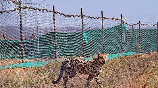 So far, six adult cheetahs have died in Kuno since translocation of 20 big cats in two batches from Namibia and South Africa (PTI)