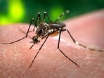 Malaria, a parasitic infection transmitted by mosquitoes, is one of Africa’s deadliest diseases. (REPRESENTATIVE IMAGE)