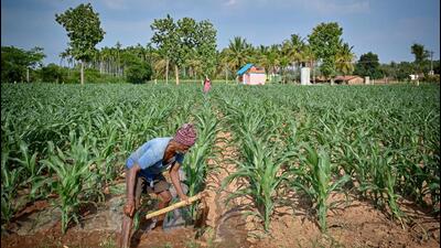 A farmer irrigates a maize crop field. (AFP Photo) A farmer irrigates a maize crop field. (AFP Photo)